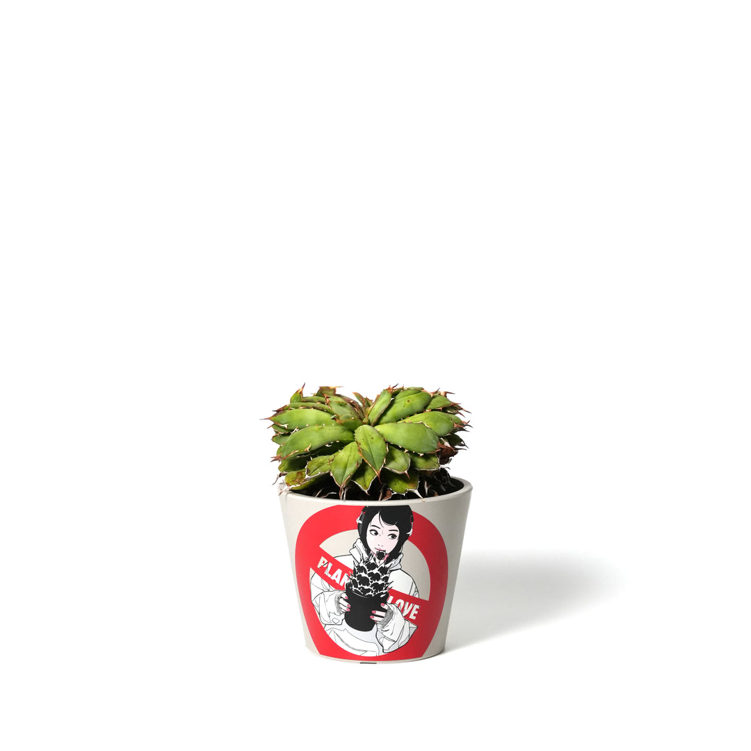 Agave titanota 'Filigree Crested' ‐ アガベチタノタ フィリグリークレステッド