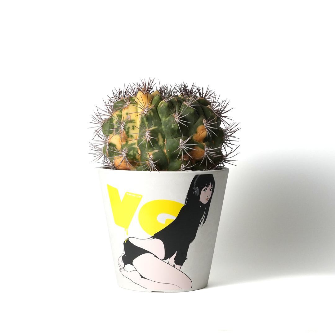 Gymnocalycium saglionis f. varieg -新天地錦-