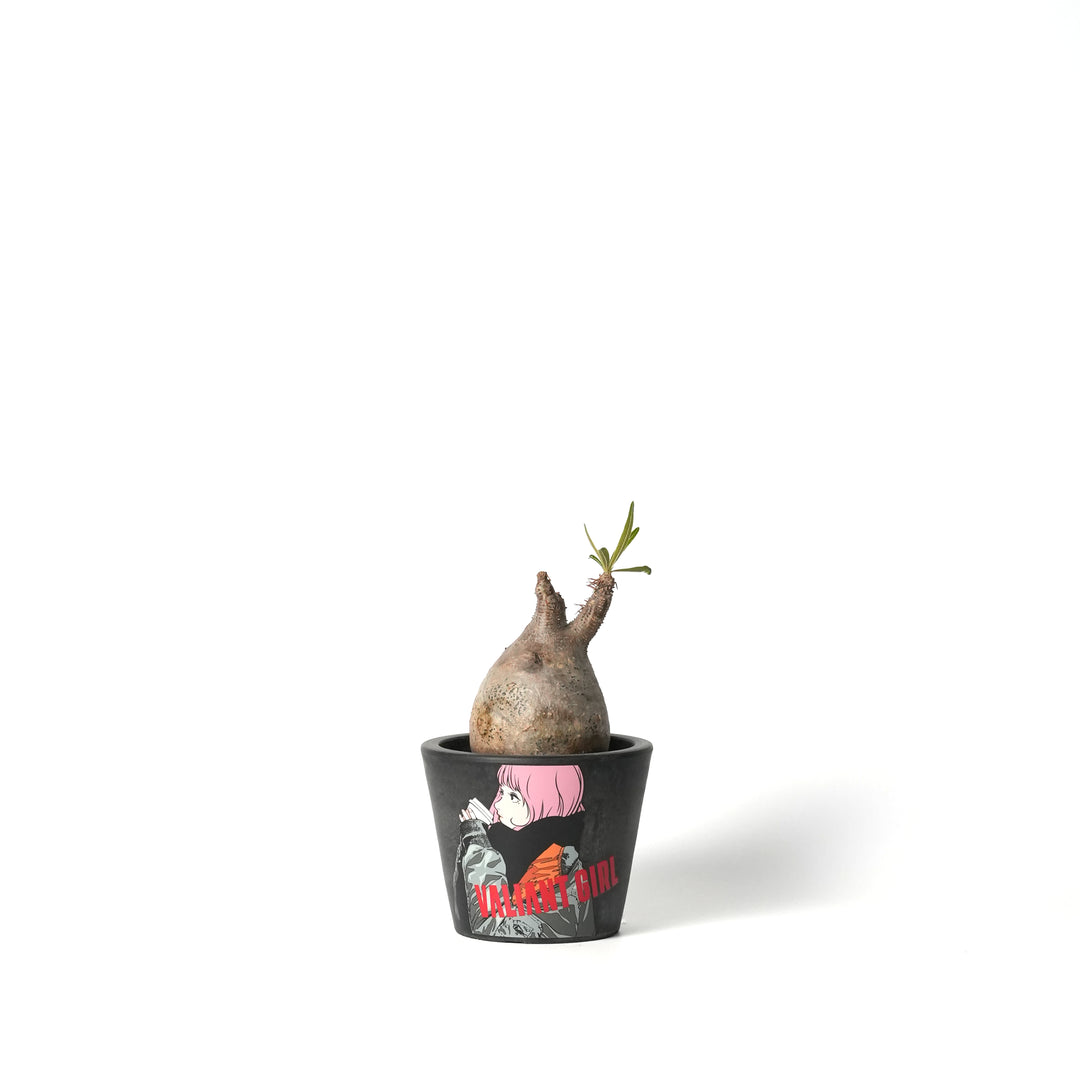 Pachypodium Gracilius -パキポディウム・グラキリス-