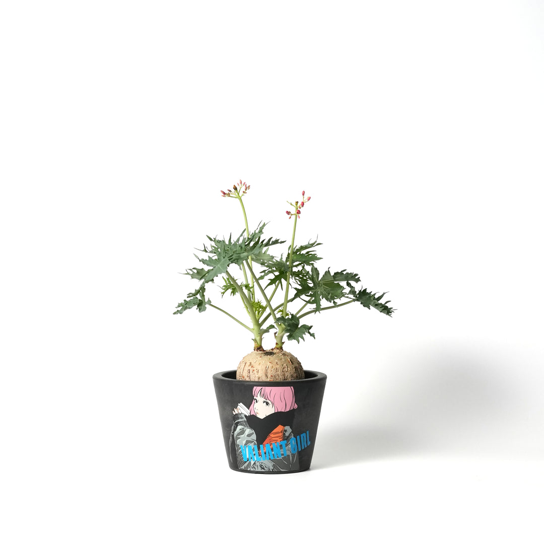 Jatropha cathartica -錦珊瑚-