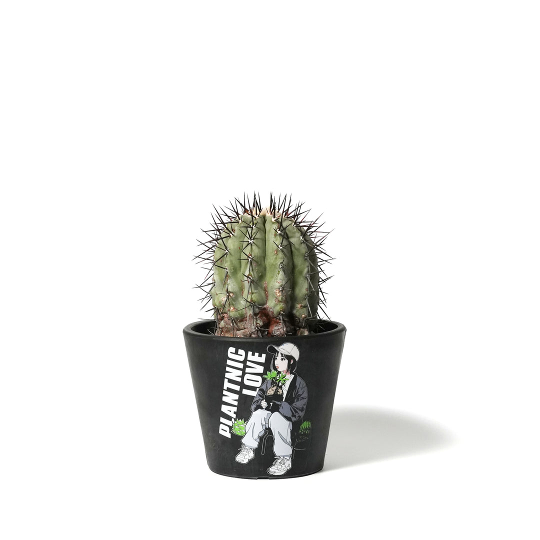 Copiapoa cinerea ‐ コピアポア・シネレア 黒王丸