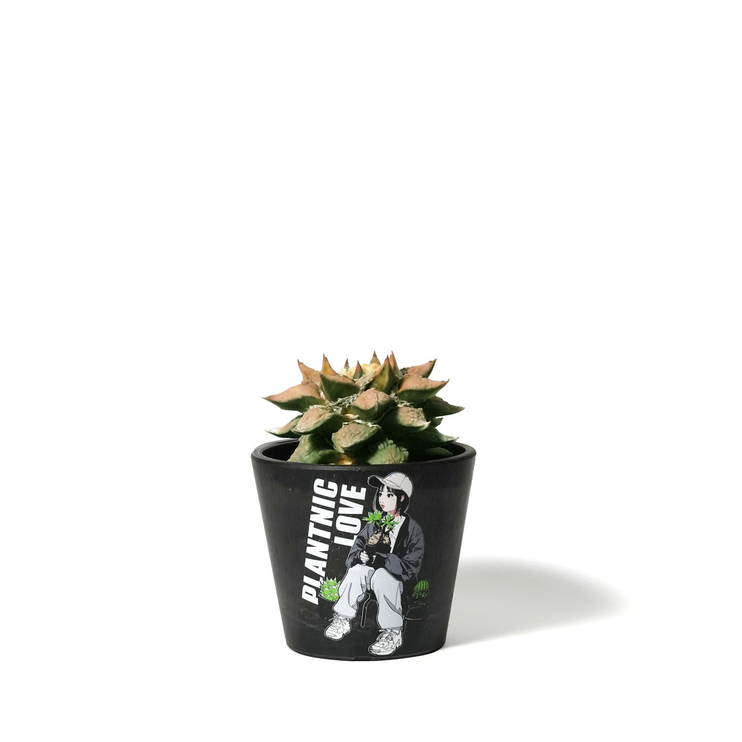 Ariocarpus furfuraceus varieg ‐ アリオカルプス・花牡丹錦