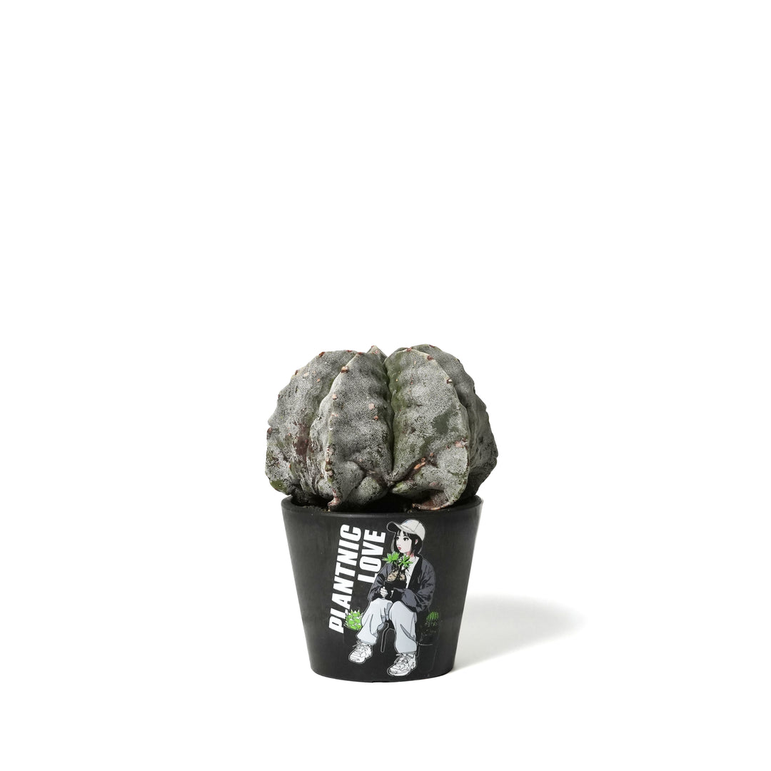 Astrophytum myriostigma var. strongylogonum ‐ アストロフィツム ストロンギロゴナム