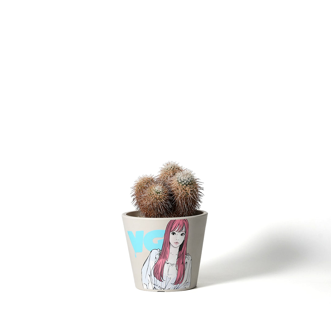 Mammillaria parkinsonii - Hakuomaru -