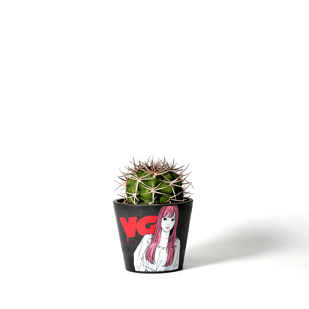 Gymnocalycium mostii ssp. Ferocior