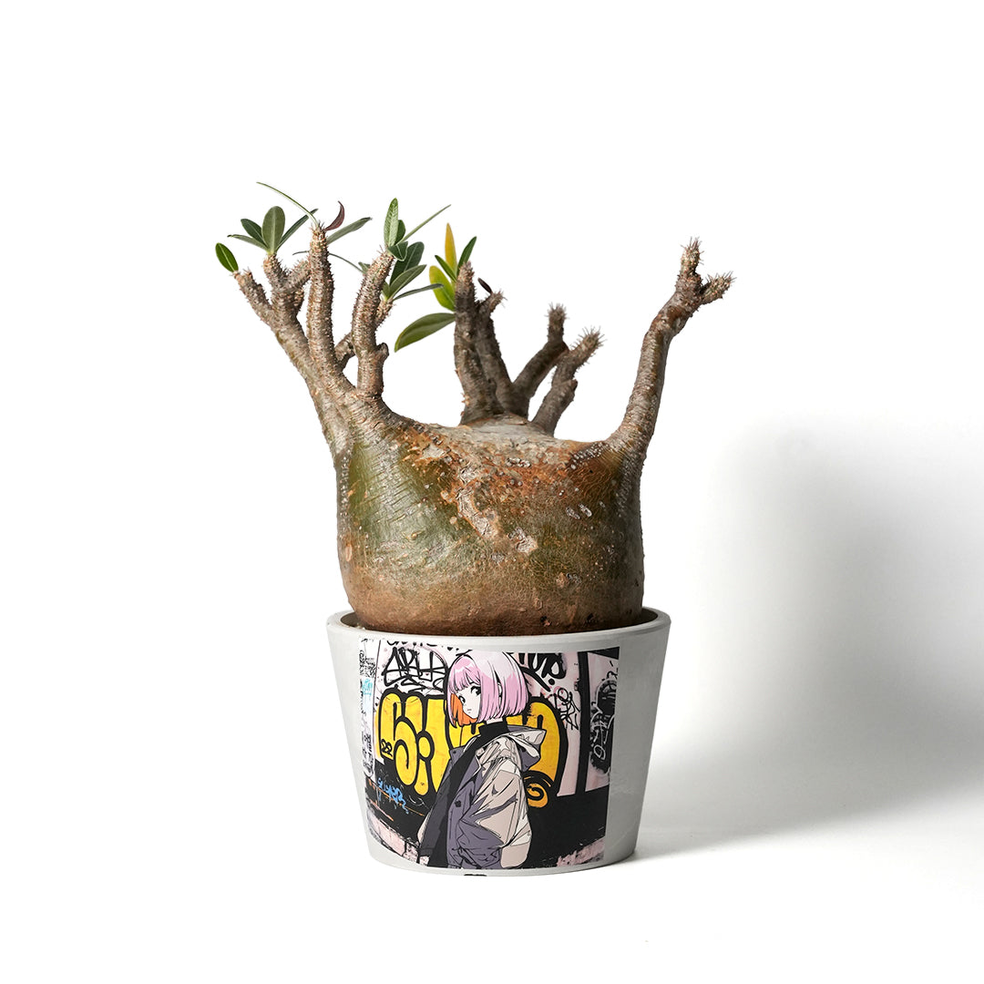 Pachypodium Gracilius