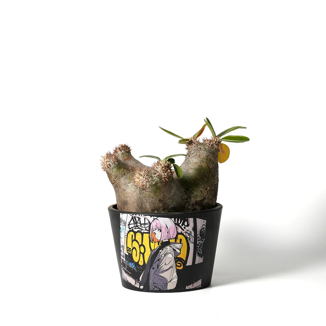 Pachypodium Enigmaticum