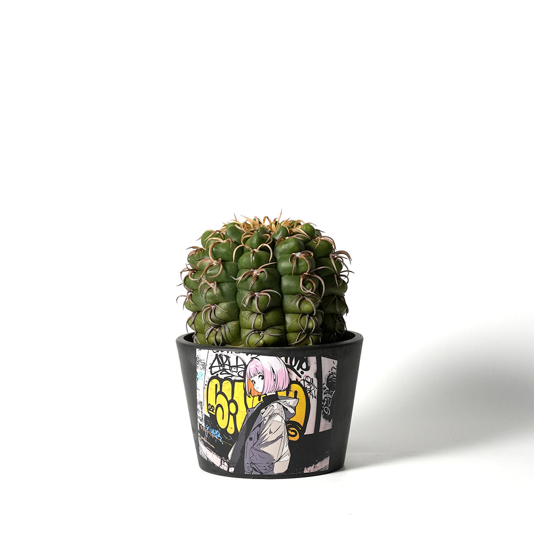 Gymnocalycium paraguayense 'Kaioumaru'