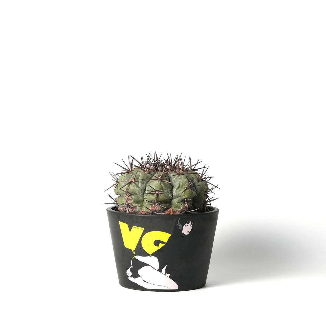 Echinocactus horizonthalonius -太平丸-