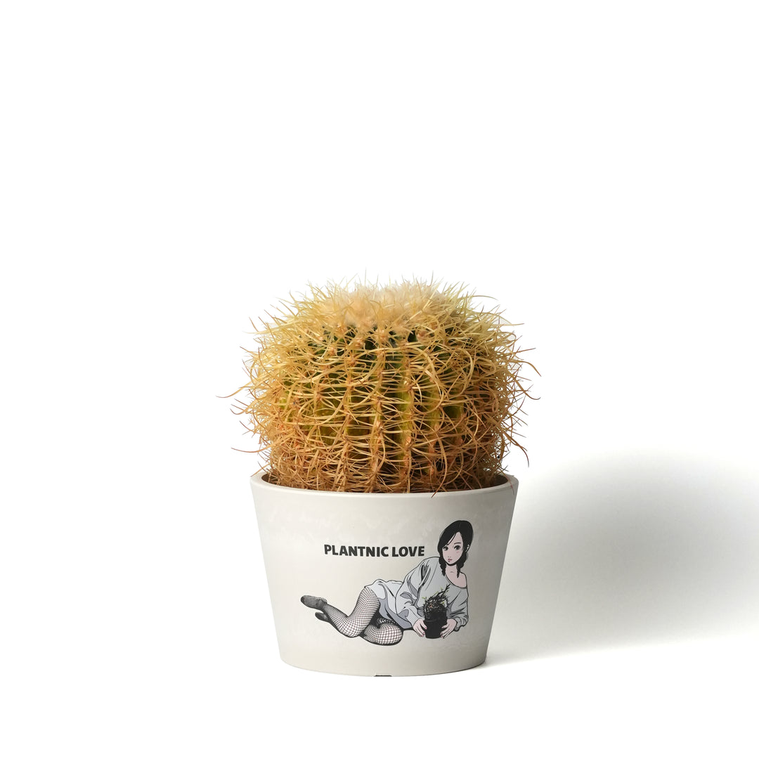 Echinocactus grusonii -金鯱-