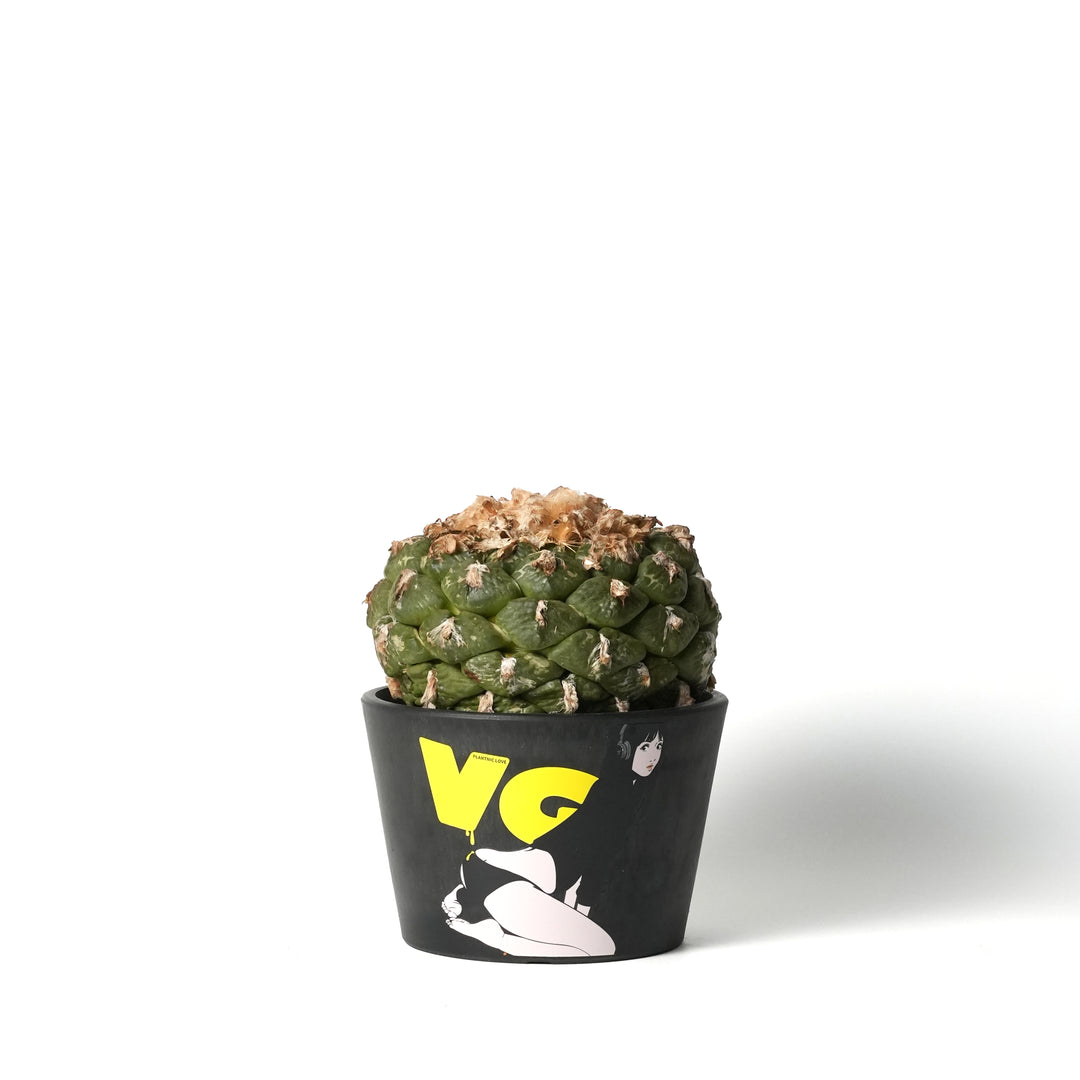 Ariocarpus fissuratus var. lloydii ‐アリオカルプス・連山
