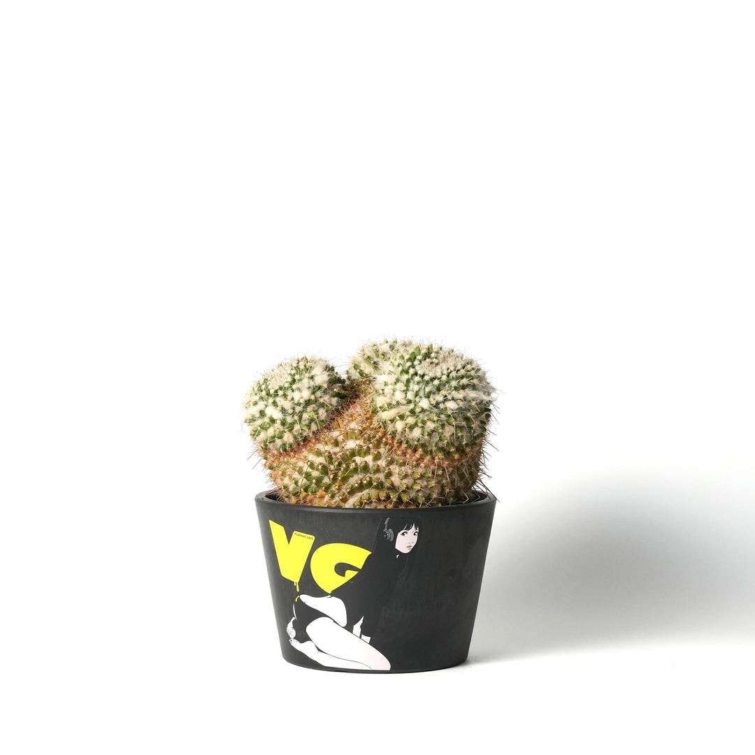 Mammillaria karwinskiana ‐白蛇丸-