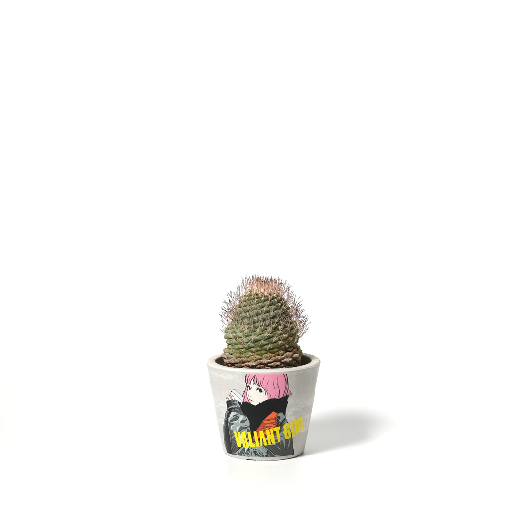 Strombocactus discifromis ‐ ストロンボカクタス・菊水