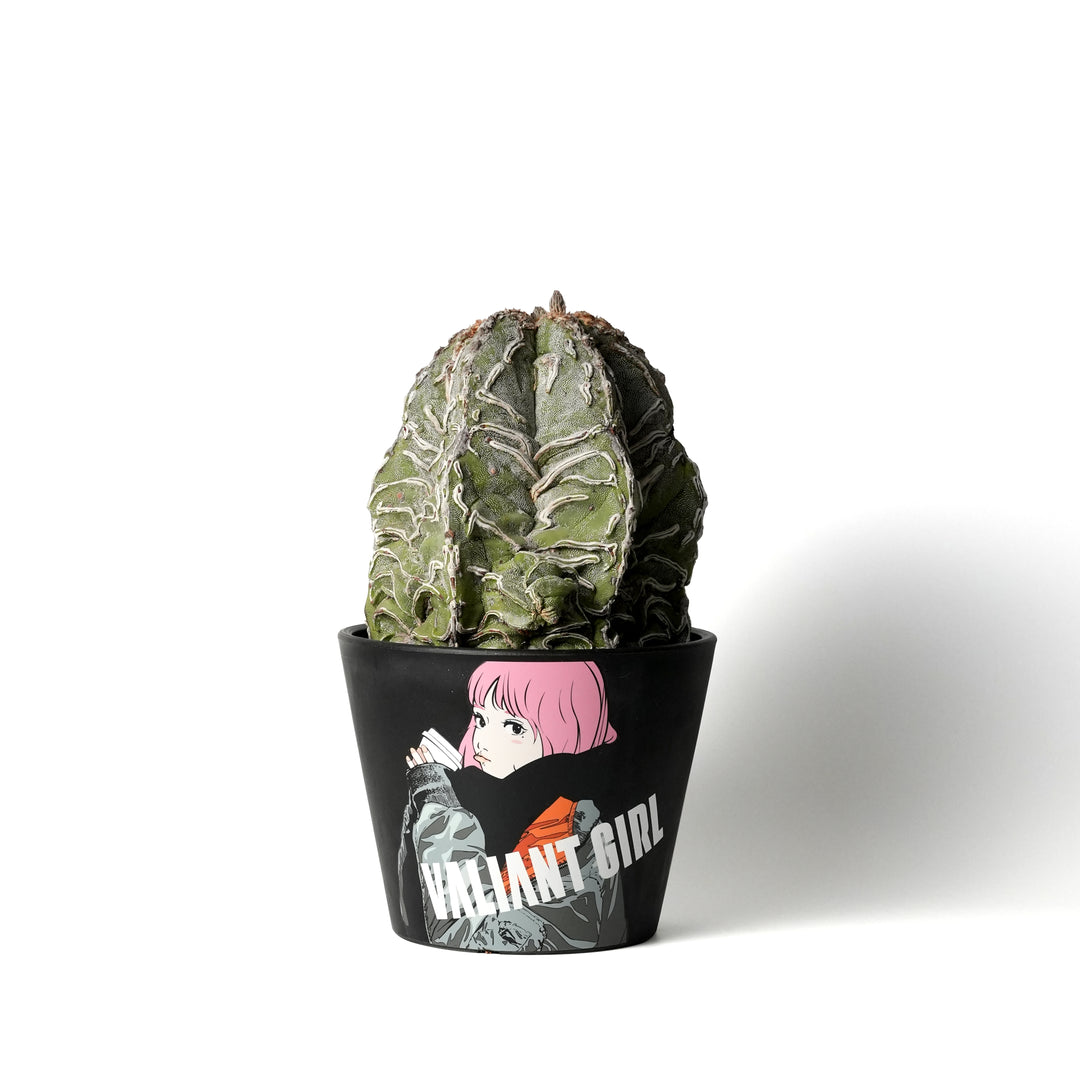 Astrophytum -恩塚盤石-