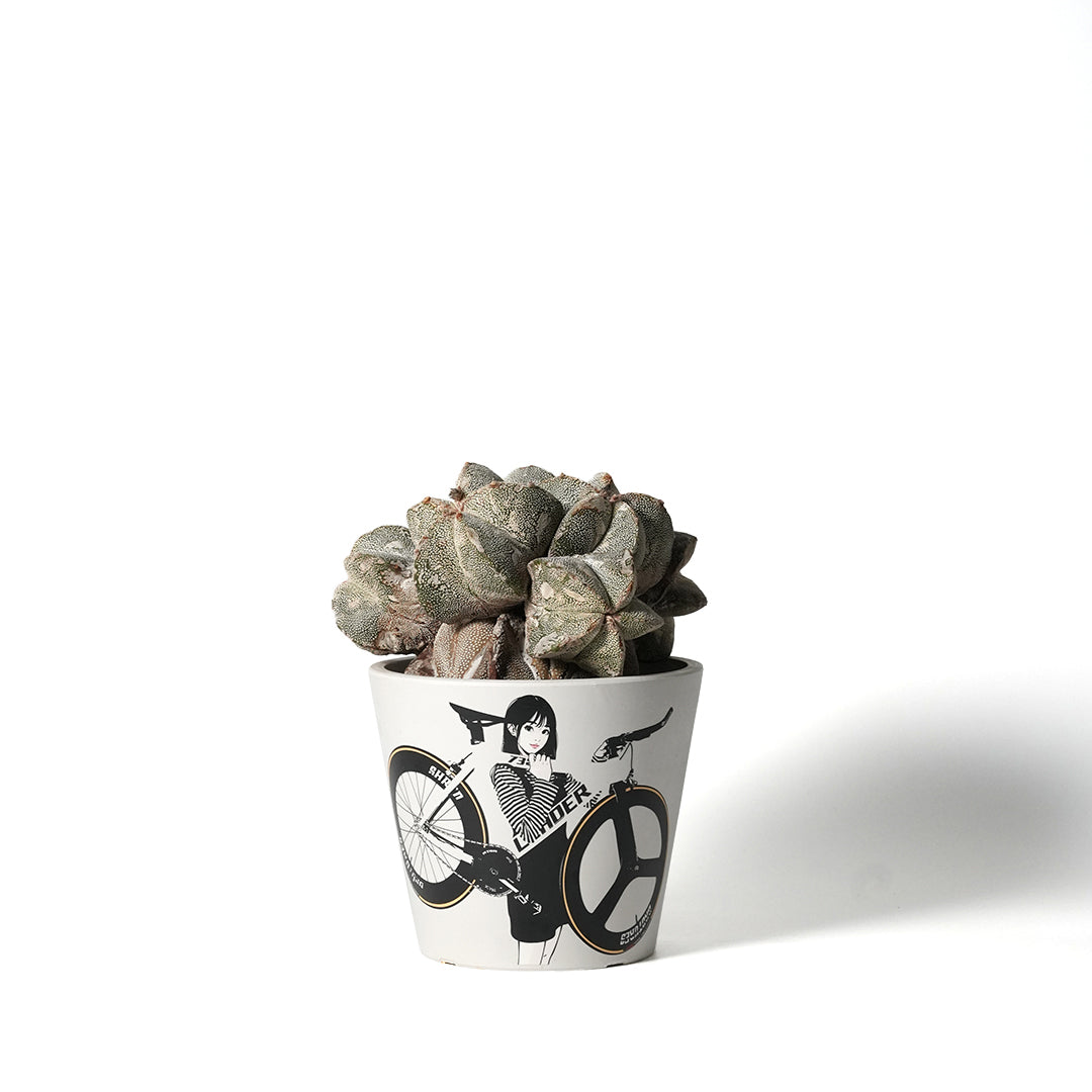 Astrophytum asterias ‐白ラン兜群生‐