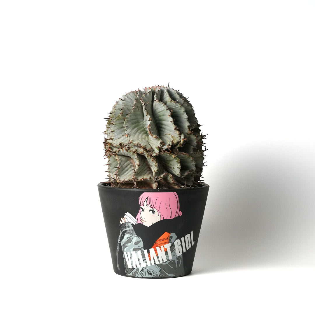 Euphorbia horrida ‐ユーフォルビア・ホリダ-
