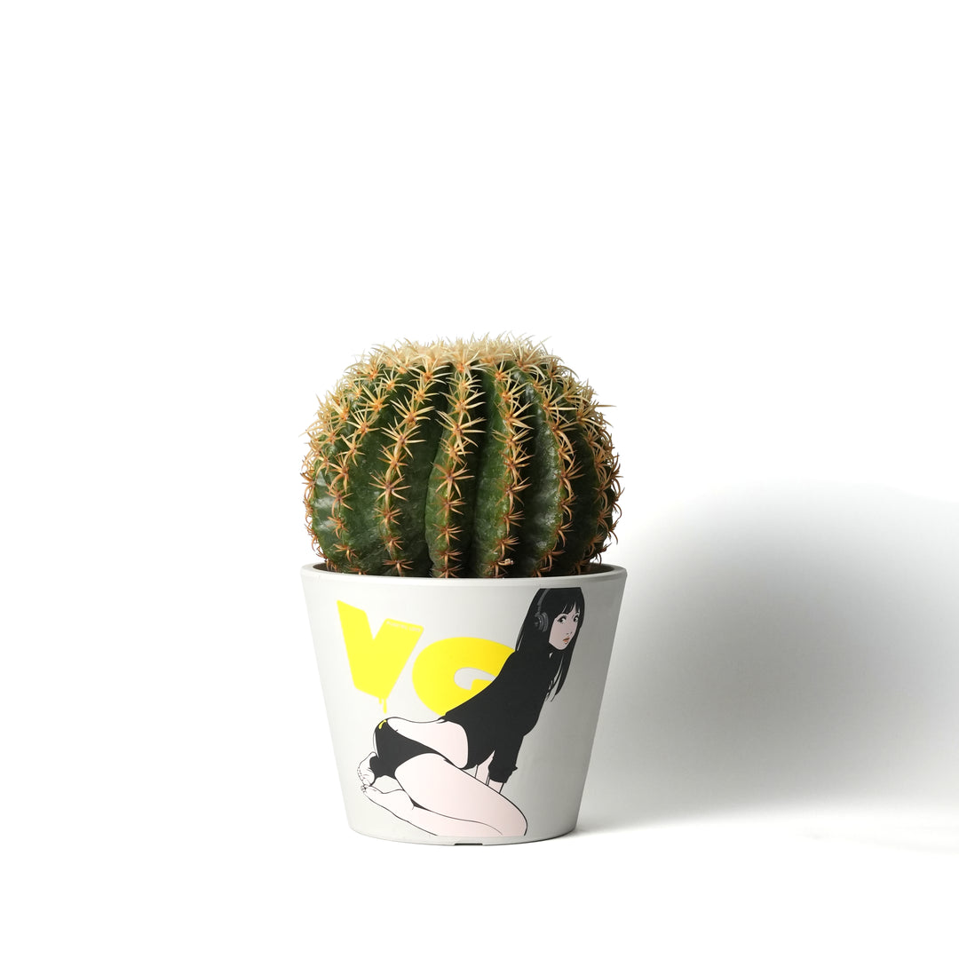 Echinocactus grusonii -プラチナ金鯱-