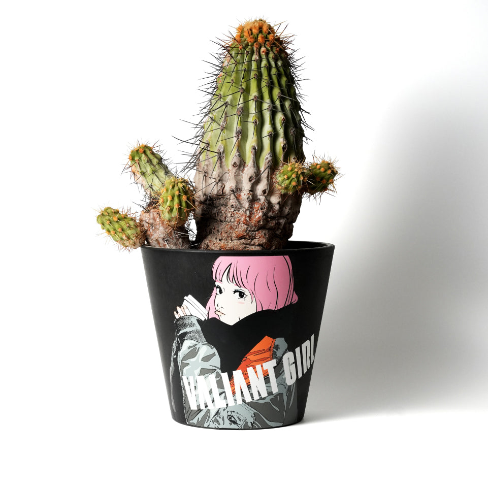 Copiapoa haseltoniana -逆鱗丸-