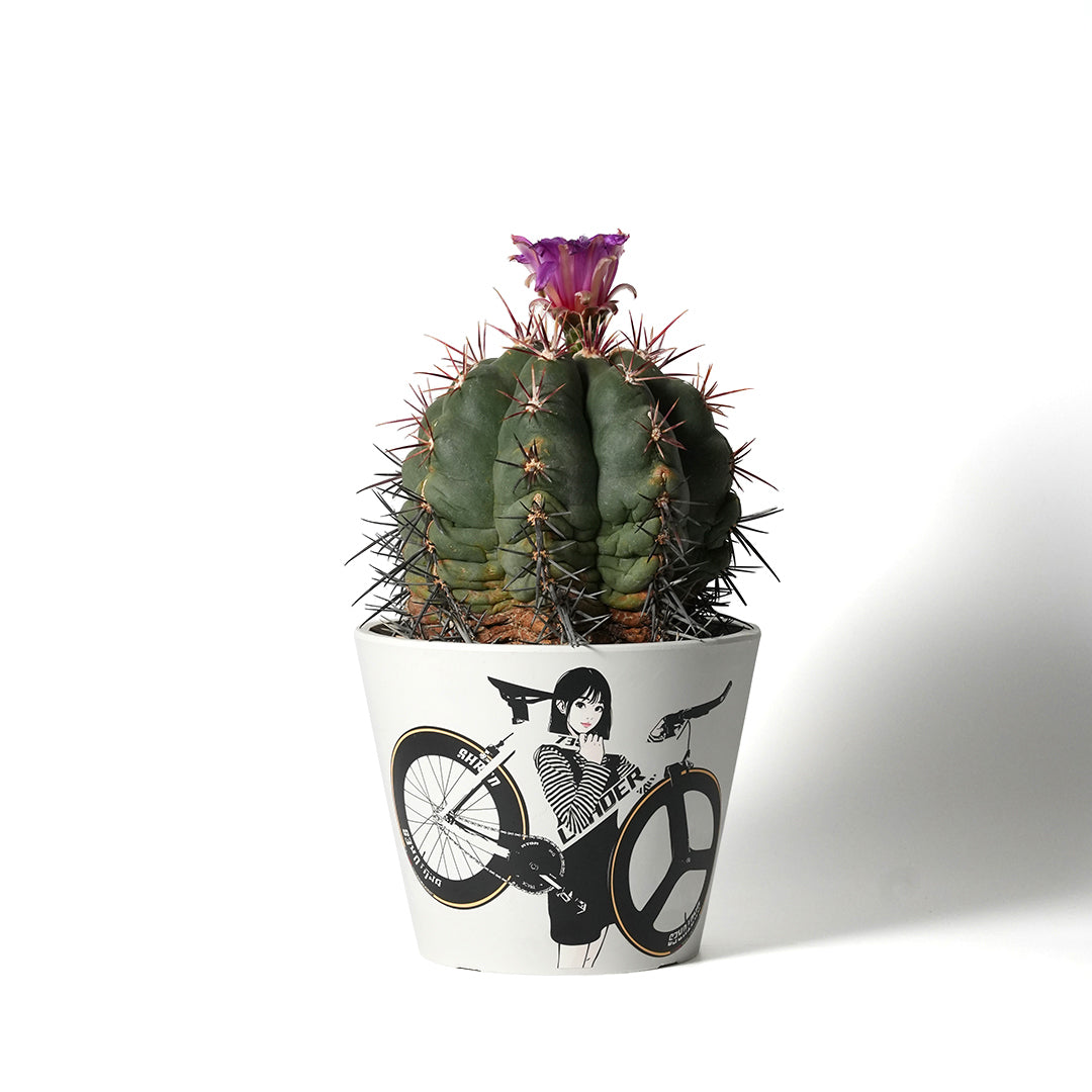Echinocactus horizonthalonius -太平丸-