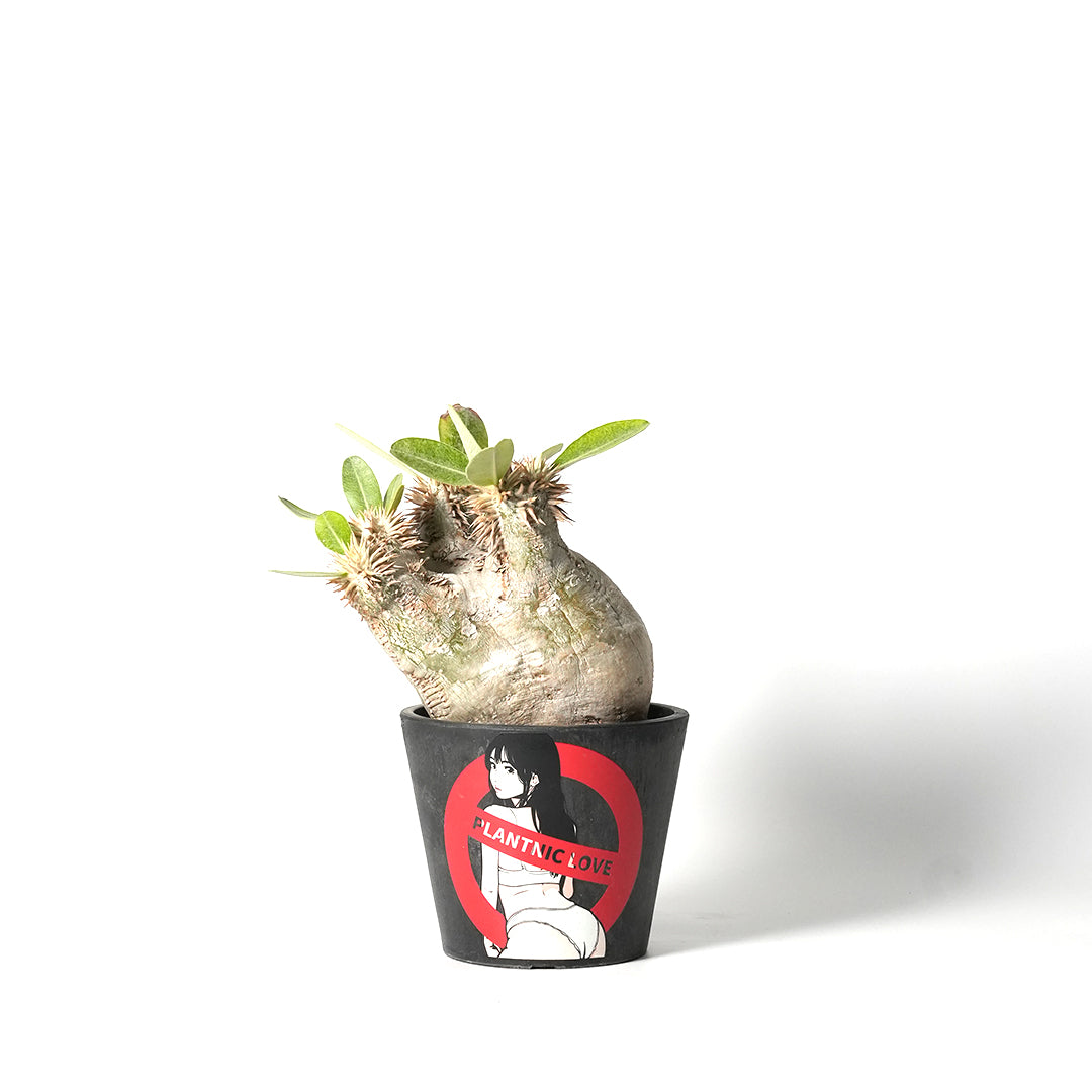 Pachypodium eburneum -パキポディウム・エブレネウム-