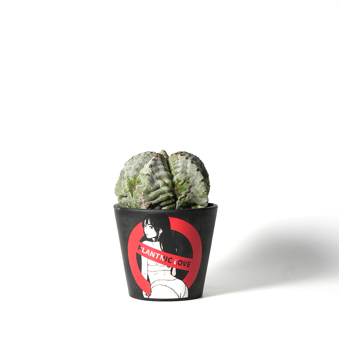 Astrophytum myriostigma var. strongylogonum ‐ アストロフィツムストロンギロゴナム