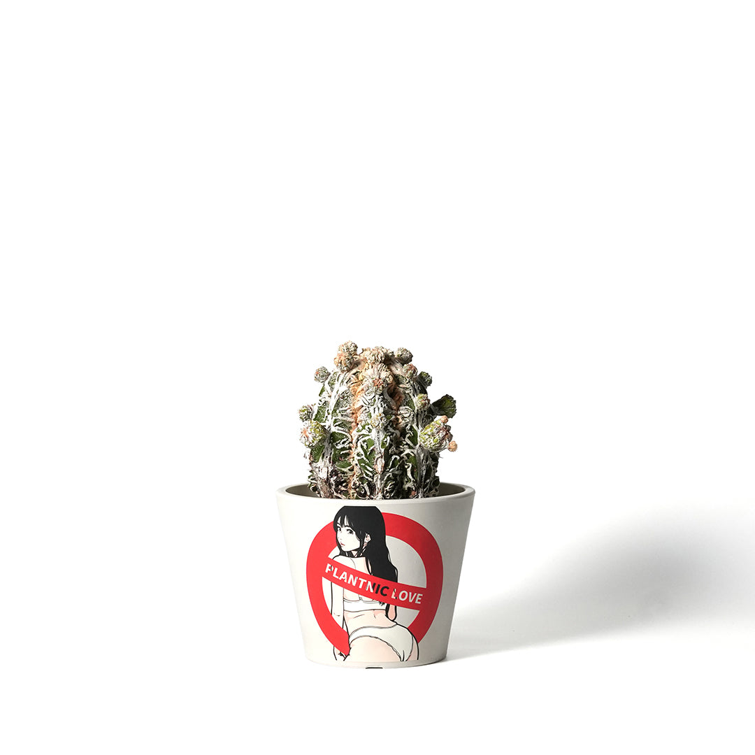 Astrophytum sp. -白条複隆碧瑠璃盤石-