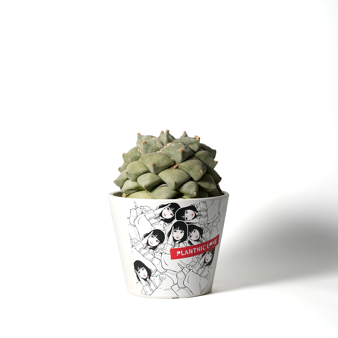 Ariocarpus furfuraceus var. brebituberosus -青磁牡丹- – VALIANT