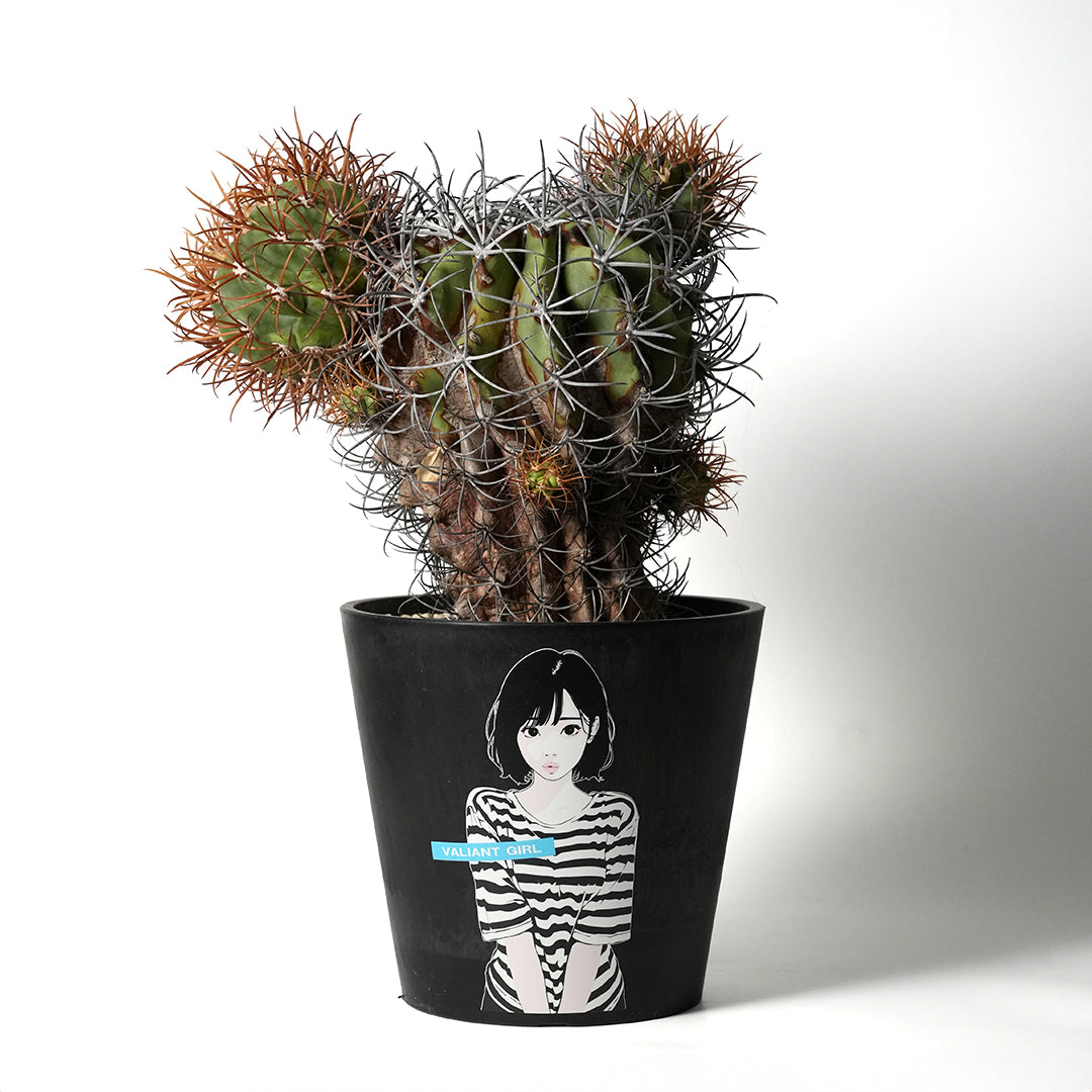 フェロカクタス カルメン玉 – VALIANT GALLERY ONLINE