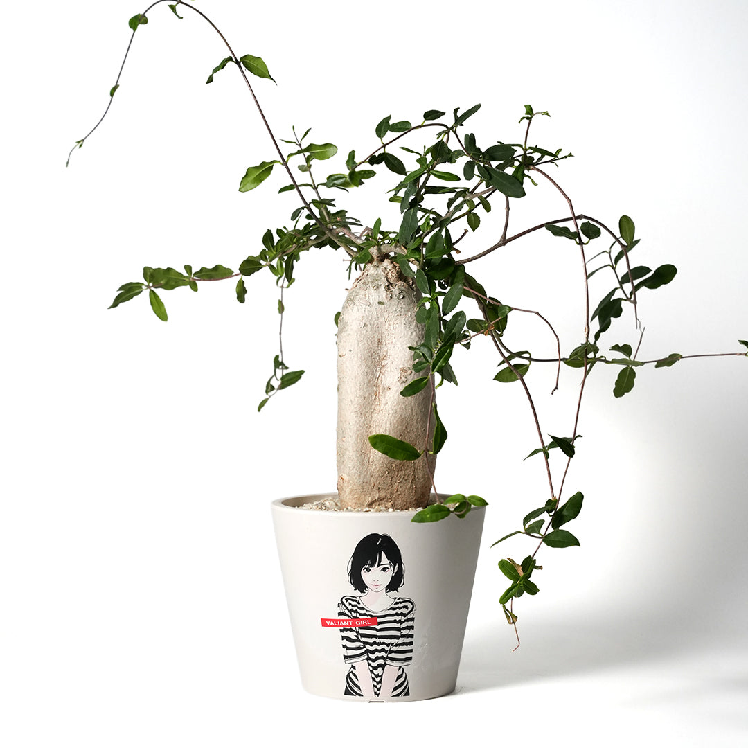 Fockea Edulis (Martian) – VALIANT GALLERY ONLINE