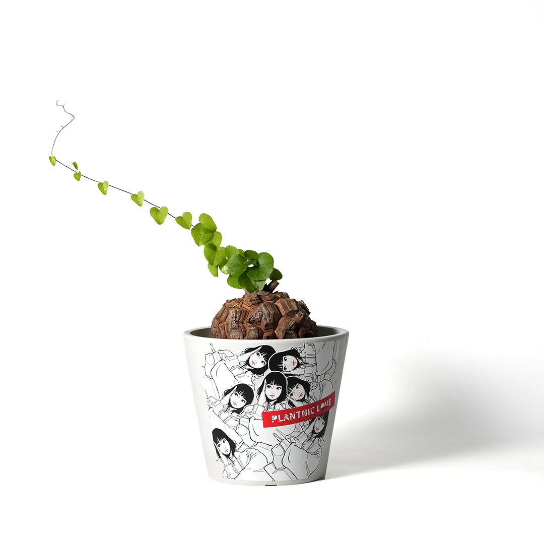 GIRUVI Dioscorea Elephantipes 亀甲竜 アフリカ亀甲竜 Dioscorea elephantipes #51