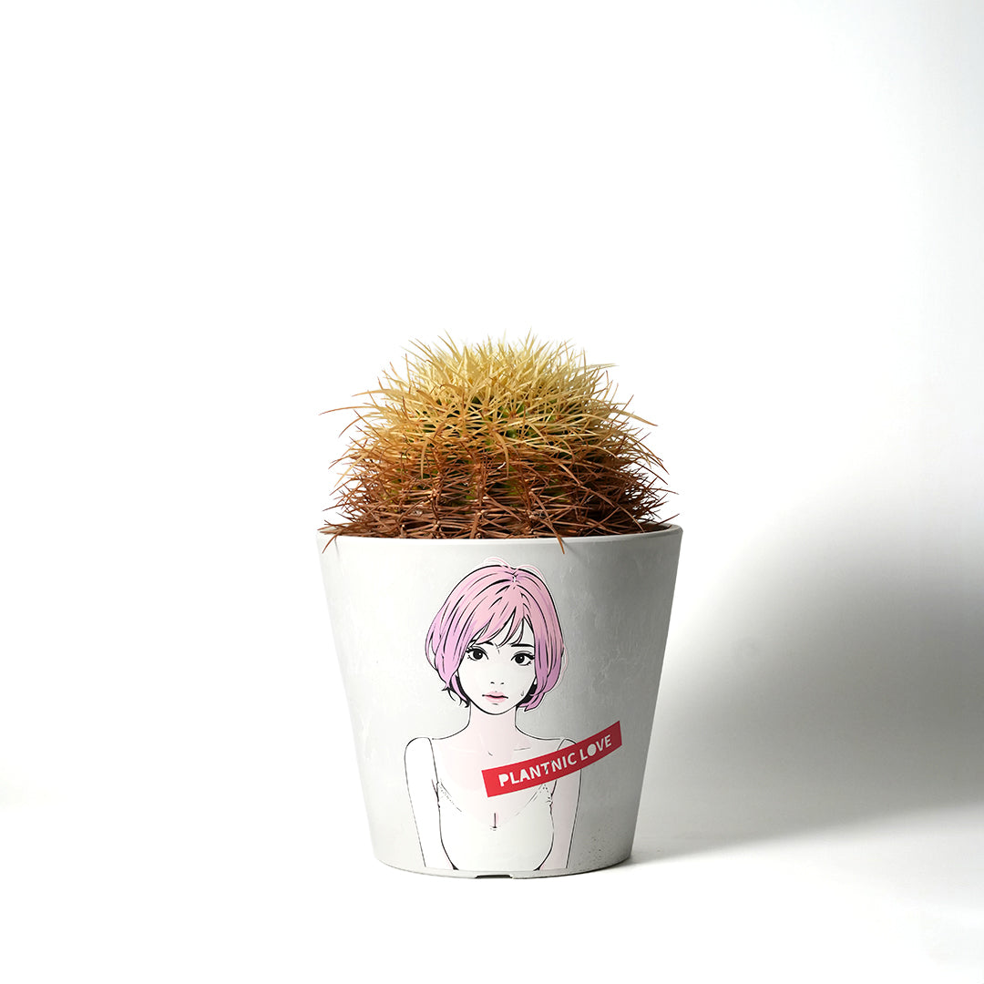 4・プラチナ金鯱 抜き苗・サボテン 多肉植物 鷲爪 エキノカクタス