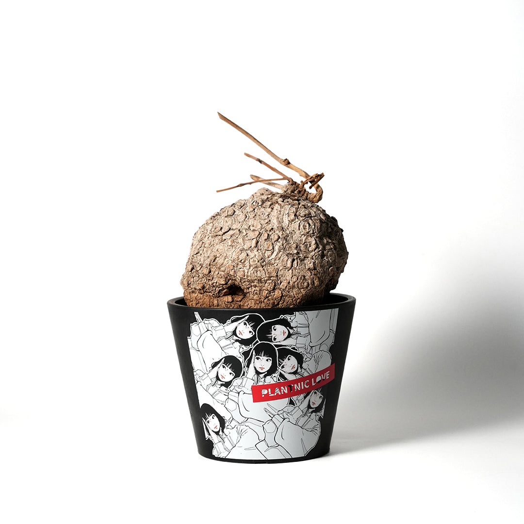 Stephania suberosa -ステファニア・スベローサ- – VALIANT GALLERY ONLINE