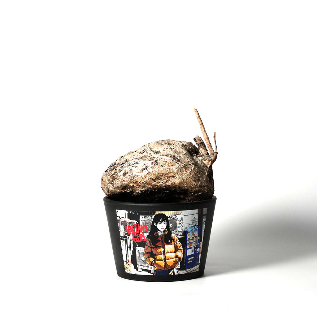 Cyphostemma Pachypus - キフォステンマ・パキプス – VALIANT GALLERY