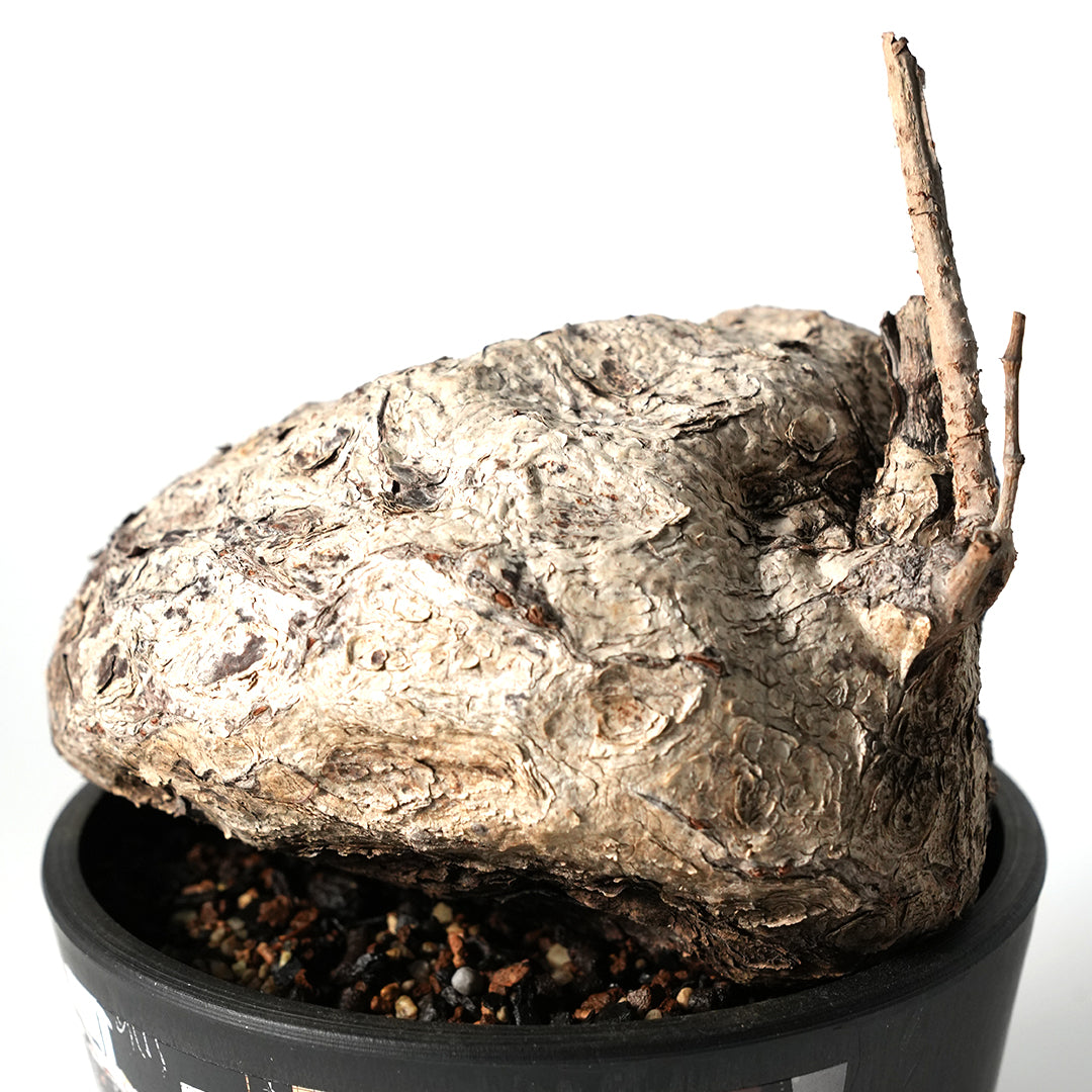 Cyphostemma Pachypus - キフォステンマ・パキプス – VALIANT GALLERY