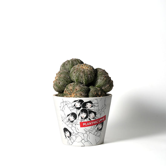 Astrophytum asterias - Kabutomaru colony -