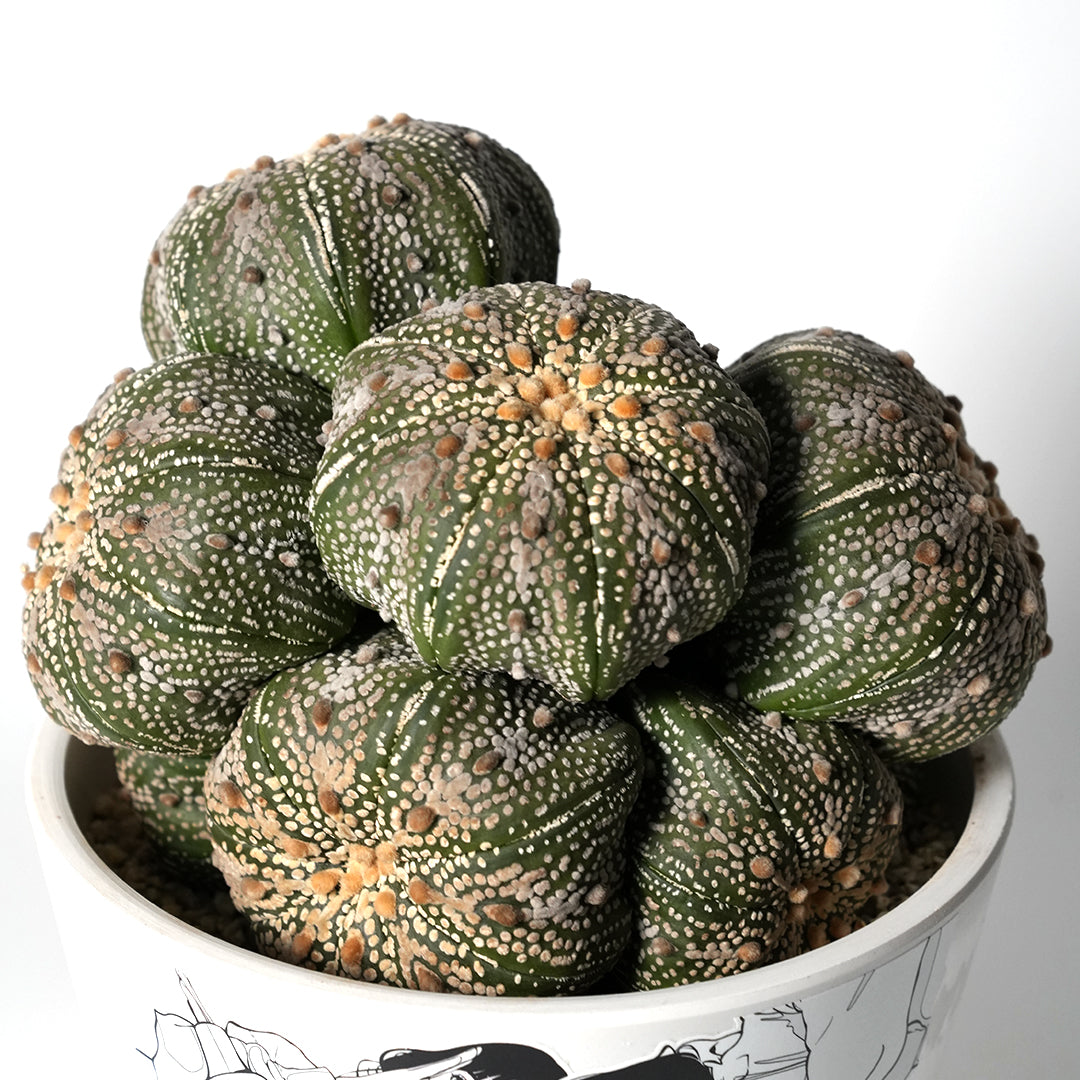 Astrophytum asterias - Kabutomaru colony -