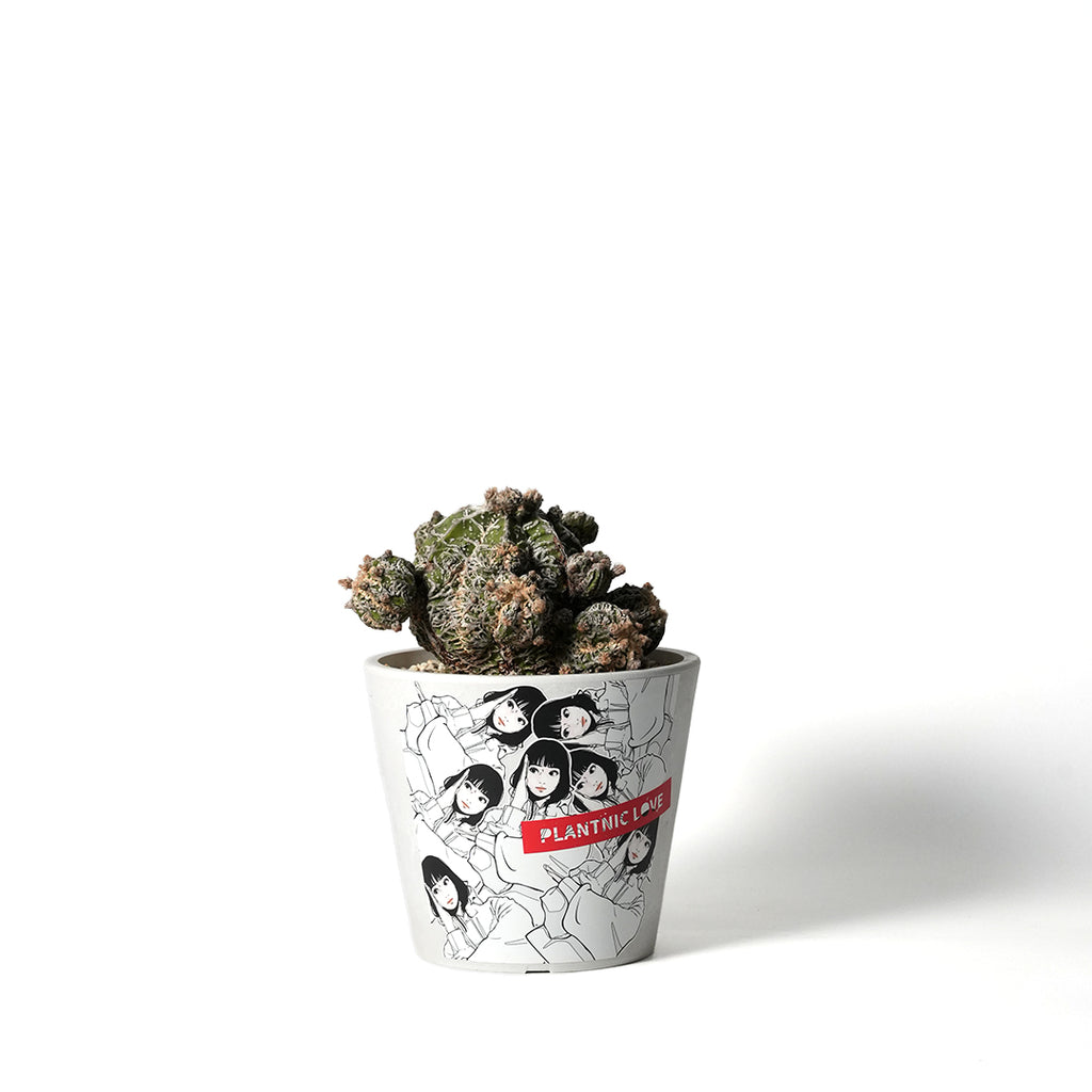 アストロフィツム・螺旋盤石　鉢付き アストロフィツム 複隆盤石 | 叢 – くさむら – Qusamura