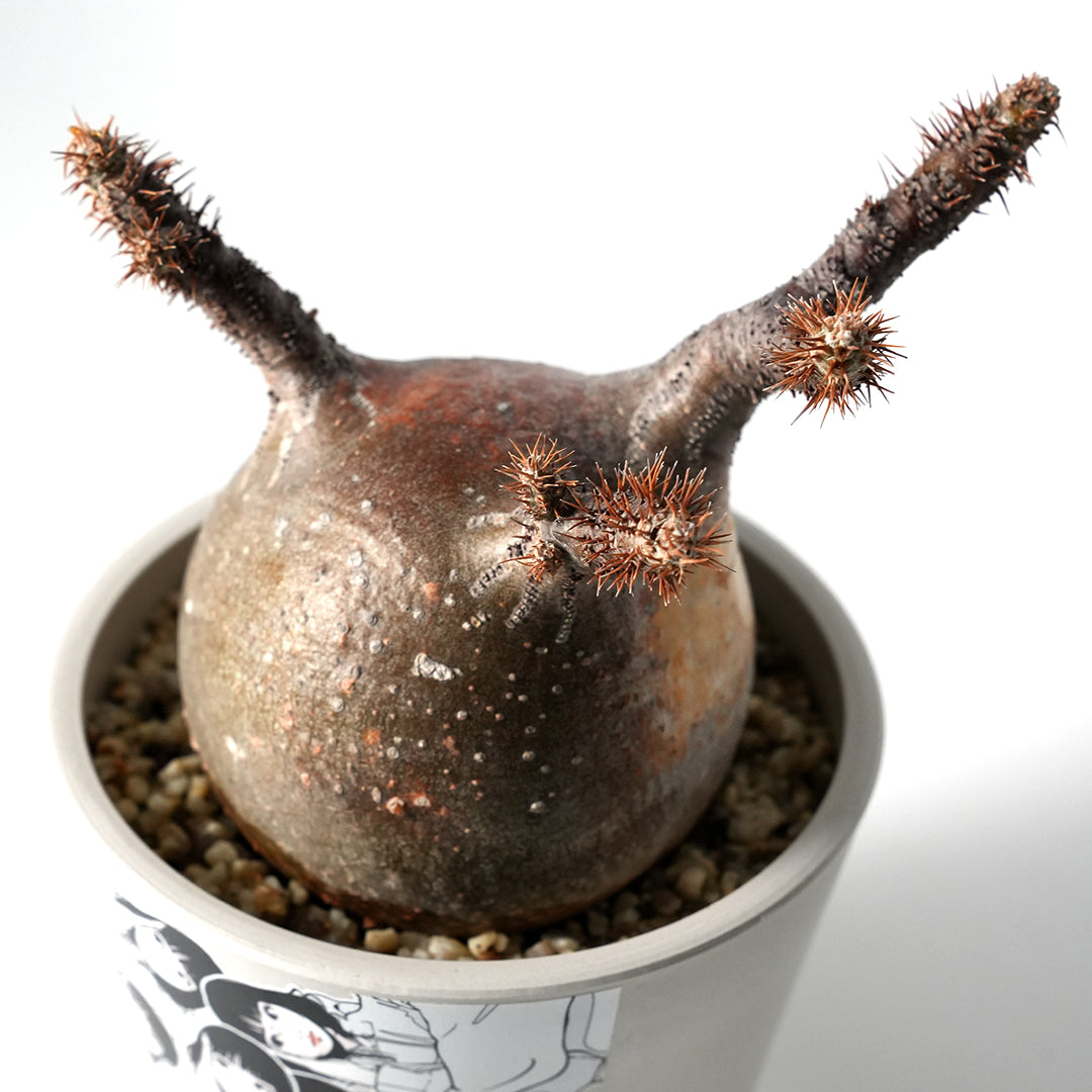 Pachypodium Gracilius