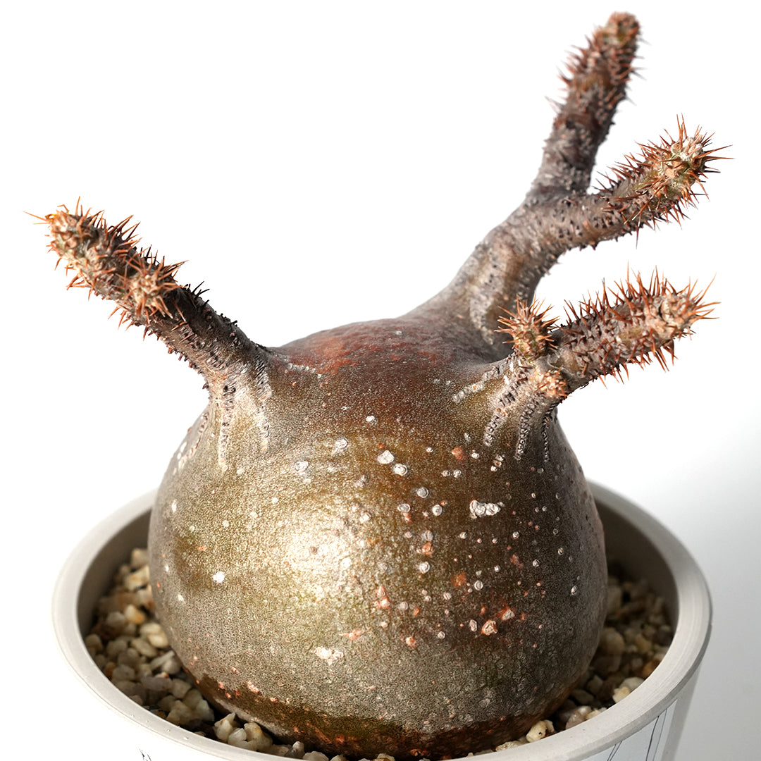 パキポディウム グラキリス Pachypodium gracilius ① Pachypodium Gracilius - パキポディウム・グラキリス – VALIANT