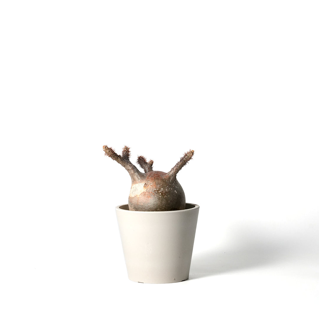 Pachypodium Gracilius - パキポディウム・グラキリス – VALIANT