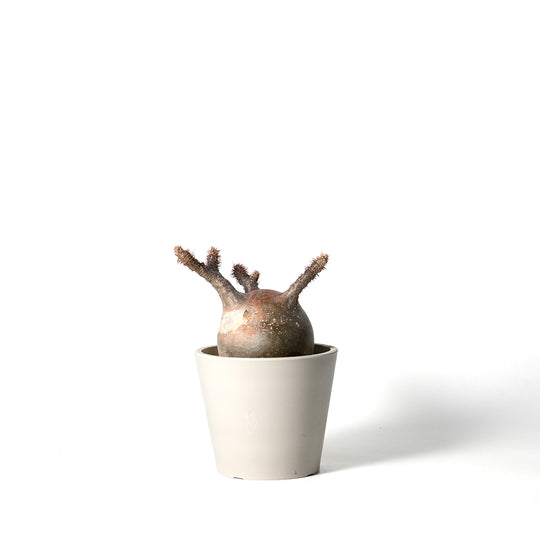 Pachypodium Gracilius
