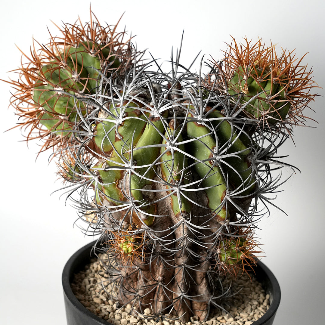 フェロカクタス カルメン玉 – VALIANT GALLERY ONLINE