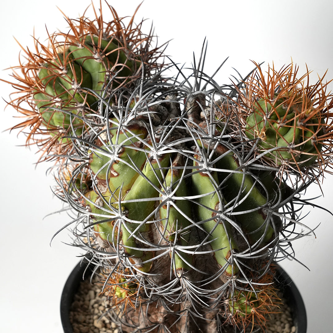 フェロカクタス カルメン玉 – VALIANT GALLERY ONLINE