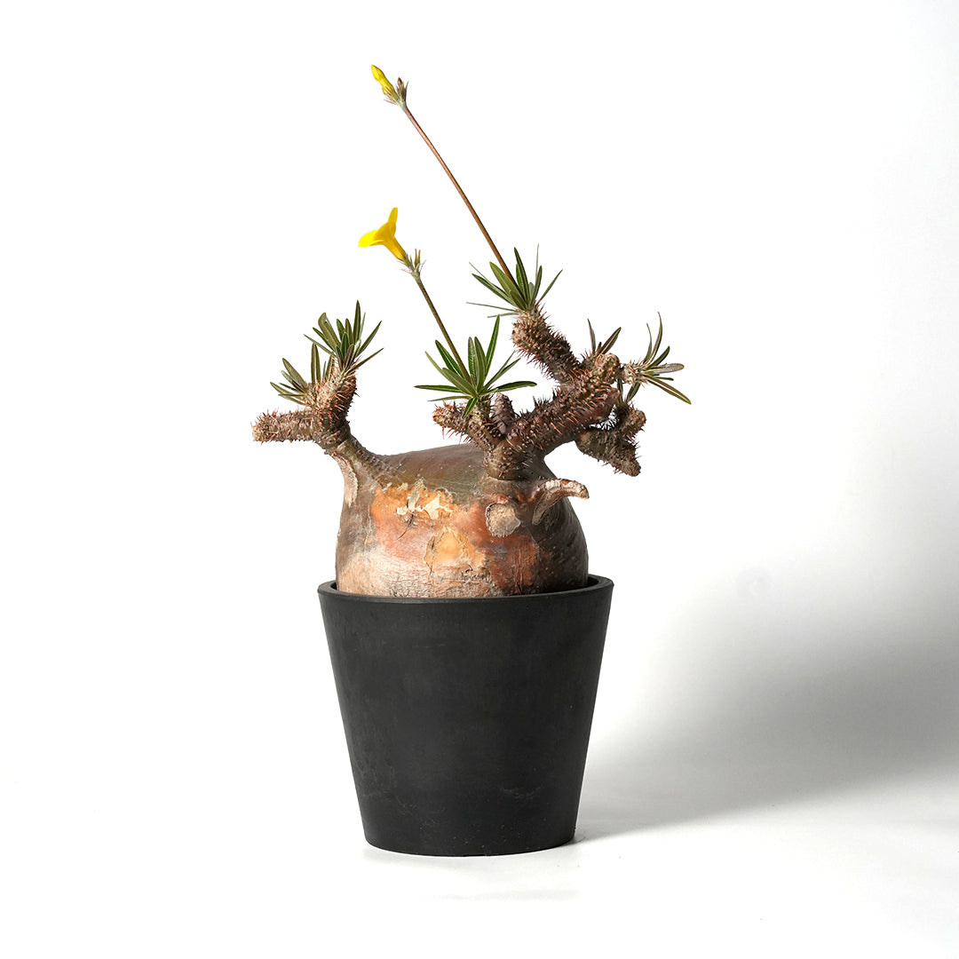 Pachypodium Gracilius - パキポディウム・グラキリス – VALIANT