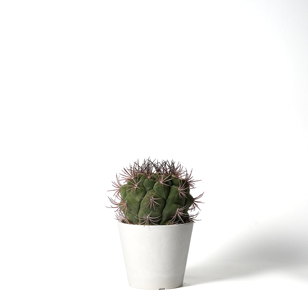 ギムノカリキウム 新天地