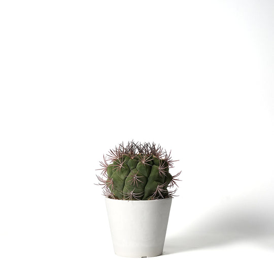 ギムノカリキウム 新天地