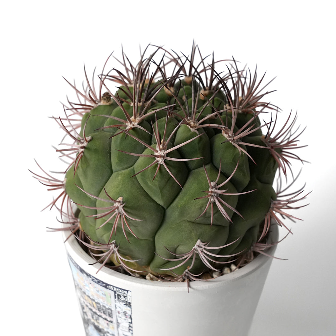 ギムノカリキウム 新天地