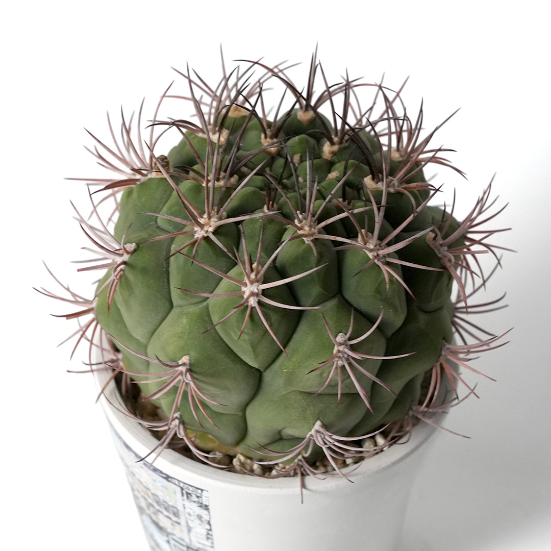 ギムノカリキウム 新天地