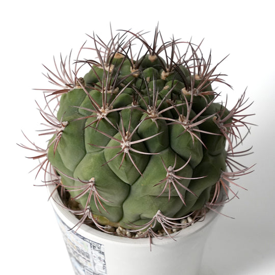 ギムノカリキウム 新天地