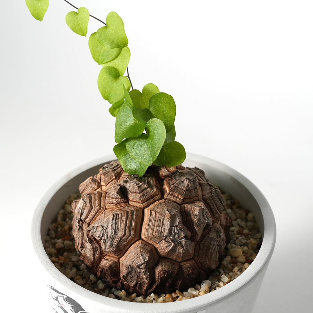 Dioscorea elephantipes -亀甲竜- – VALIANT GALLERY ONLINE
